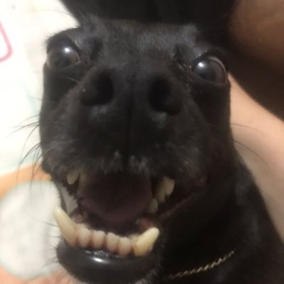 RodeloRod44048's profile picture. 