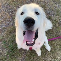 Da Goofball Animals (@goofballanimals) 's Twitter Profile Photo Da Goofball Animals (@goofballanimals) 's Twitter Profile Photo
