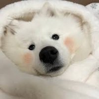 ๐๐ผ GrapeAdorbs (@ahmedacc9997) 's Twitter Profile
