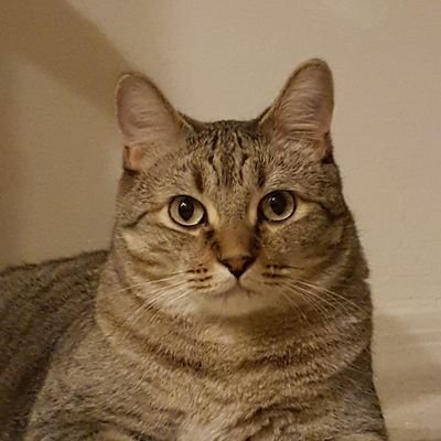 twothumbsupcat's profile picture. Seriously... my cat has thumbs. Also, I eat real steak from real cows that were really killed for their real meat.