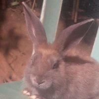 ido_fl (revivan 🇦🇹🇭🇺) (@ido_fl35279) 's Twitter Profile Photo ido_fl (revivan 🇦🇹🇭🇺) (@ido_fl35279) 's Twitter Profile Photo