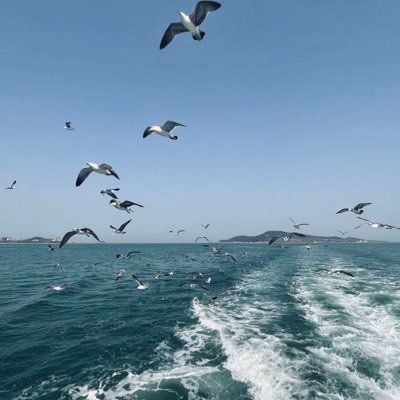 RacconX's profile picture. 