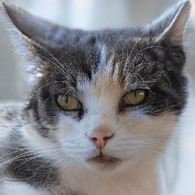 APezley37730's profile picture. 読書とコーヒーが好きです。ホットケーキと美術館は人生に欠かせない存在。コスプレ女子の趣味アカだよ。興味あったらすぐツイートします。既読感覚でいいね嬉しいです。趣味が合う人はフォローも嬉しいです