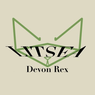 LITSEA_'s profile picture. In China 中国 🇨🇳 Family cattery🐈 Devon Rex 💌Wechat:CAKE-JS