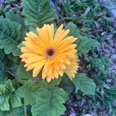 ATXan's profile picture. These tweets are not my own they are shared with you. #ATX #Austin #SupportLocalSoccer