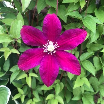 Mizz_Shafi's profile picture. .