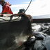 Alaska Halibut (@alaskahalibut) Twitter profile photo