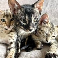 Adorable Kittens and cats (@dianapearl_1) Twitter profile photo