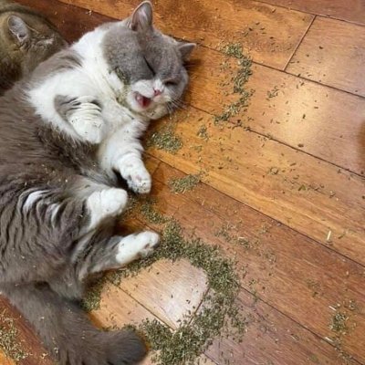 ww8133's profile picture. private kitty account for @cutting_bamboo