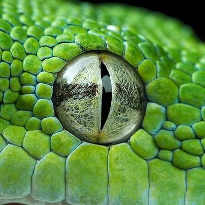 Srinidhiminchu's profile picture. Proud Indian 🇮🇳, Snake Lover🐍,Yoga🧘, Tech seeker💻, Social service🕵, Organic farming🌾, Wildlife🐾, Spiritual life🙇🏻, #ಕನ್ನಡಿಗ, #ಕನ್ನಡಕವನಗಳು ✍️.