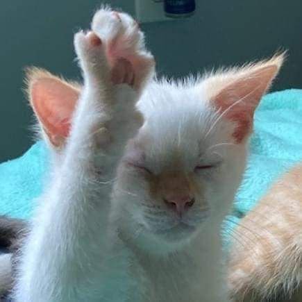 LeleeLawarrr's profile picture. modal tidur bisa nganggur