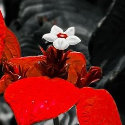 Dingan_johny's profile picture. 