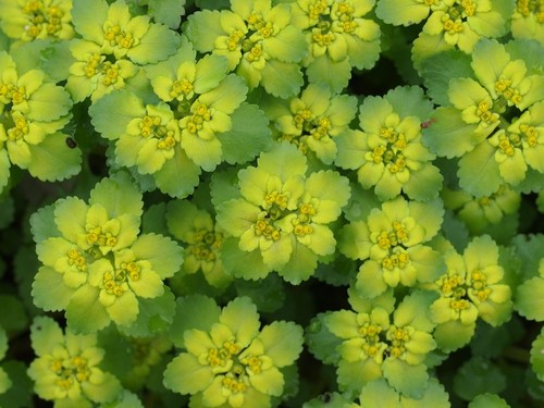 春から秋は植物の調査業をしてます。冬は充電してます。過充電にならないよう気をつけております。炎をみると心安らぎます。