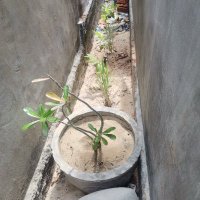 nguyễn lan ❤️ Memecoin (@nguynla41) 's Twitter Profile