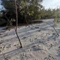 tố nguyễn ❤️ Memecoin (@tnguyn311) 's Twitter Profile