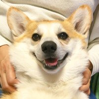芳岡なつき (@ntk_ysok) 's Twitter Profile
