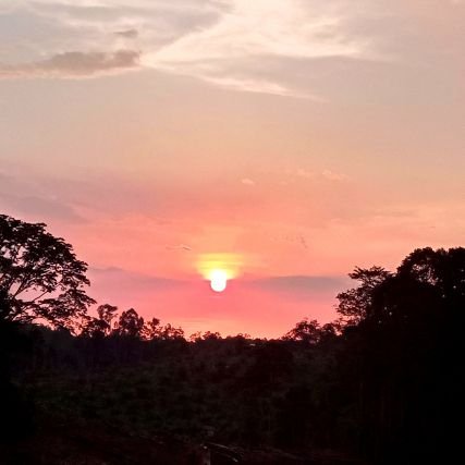 oyenmyfavcat's profile picture. Busy.