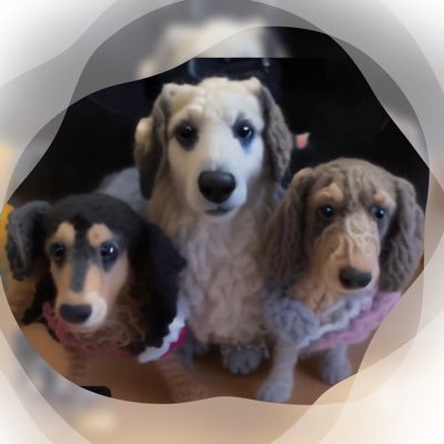 C_K_801's profile picture. ダックスLOVE♡我が家にはブラタン♀クリーム♂ダップル♂可愛い子供達がいます…ワン繋がりで希望です！