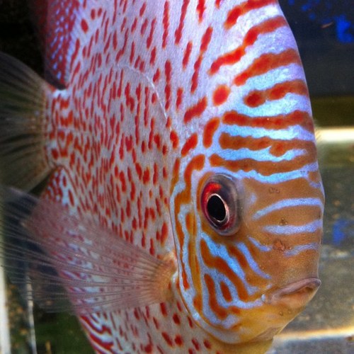 toper5211's profile picture. ランクル.バス釣り.熱帯魚をこよなく愛するクソじじい☻