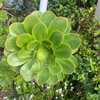 PeteDunedin96's profile picture. 