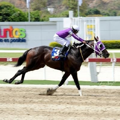 El hipismo una pasión única, pronosticador y amante a los pura sangre. Un buen dato buscando el mejor dividendo.