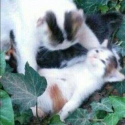 zizil_wolfy's profile picture. idk just vining here ~(⁠￣⁠︶⁠￣⁠)