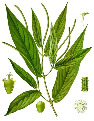 Fan de plantes et de leurs applications, j'ai choisi de partager mon intérêt sur mon blog.
Des bons conseils à prendre & rien à vendre ...