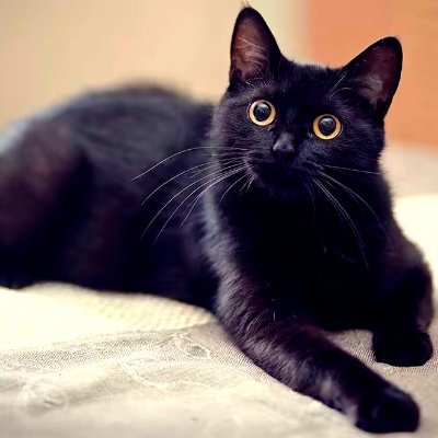 KatiaKo11352499's profile picture. Gaming enthusiast, now learning the new world of blockchain and nft.

I speak English, Spanish, French and Russian