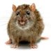 der_Kanalräumer 🐭 (@derkanalraeumer) Twitter profile photo der_Kanalräumer 🐭 (@derkanalraeumer) Twitter profile photo