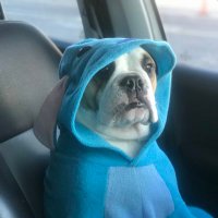 Thor el Bulldog 🐶 (@carlanacho0204) 's Twitter Profile