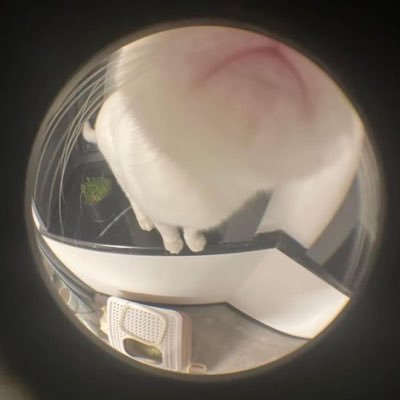 taiyakiimikey's profile picture. 2002