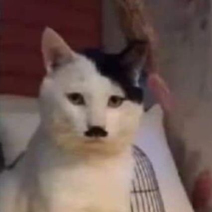 koola_one's profile picture. اکانت قبلی گایید شد؛
.
نون بربری 
.
سعی میکنم واقع بین باشم
. تعصبی شدید روی زمستون