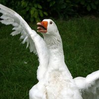 greg whoolers (@gwhoolers) 's Twitter Profile Photo