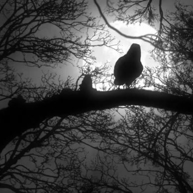 CardosoClement's profile picture. FiLZHe~