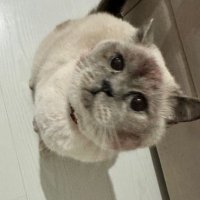 Çağla Göz (@caglagz) 's Twitter Profile Photo