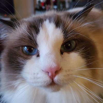 LittledogsBite's profile picture. Animal lover. History buff. Moderate Conservative. Law and Order supporter.  Defender of free speech. Wokeness kills creativity, honesty and meritocracy.