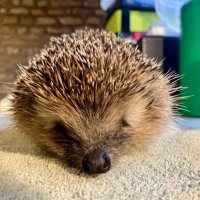 Hedgehog Lodge Rescue(@HedgehogsUnlim1) 's Twitter Profile Photo