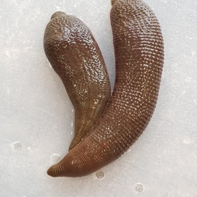 leechladymarie's profile picture. Just a place to show off my animals.