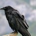 crow (@crowfromthemoun) Twitter profile photo