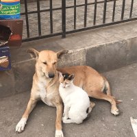 I stand with Palestine 🇵🇸Lebanon 🇱🇧 (@faridaf83976809) Twitter profile photo