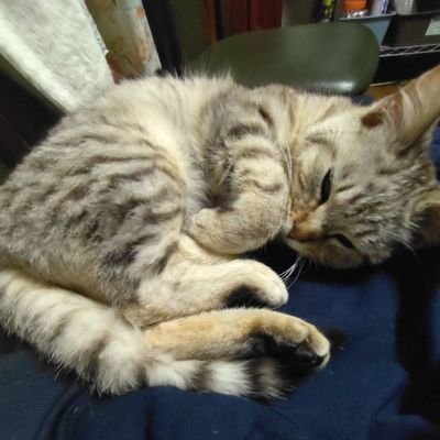 mopqr124889's profile picture. 猫好きの平凡な主婦です。
つい最近楽天ROOM始めてみました🔰
お気に入りや便利なアイテムなど載せていますので、もしよかったら遊びにきてくださいね😊
↓楽天ROOM 私のお気に入りのお部屋へ
https://t.co/EWa7SlKIfC