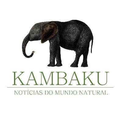 A KAMBAKU é uma plataforma de notícias do mundo natural