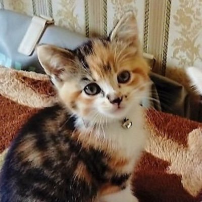 RosHS's profile picture. 