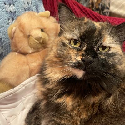 SophieKitty48's profile picture. 