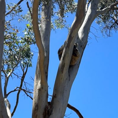 R80Ali's profile picture. 