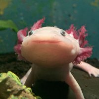 salamander dude (@salamanderd00d) 's Twitter Profile