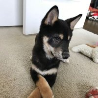 Rana (@runeronin) 's Twitter Profile