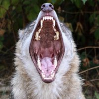 WerewolfCZ (@czwerewolf) 's Twitter Profile