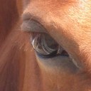 Lynda Schaefer - @Lov2cowgirlup - Twitter