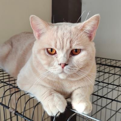 acmrezza's profile picture. hauuuuhhhh